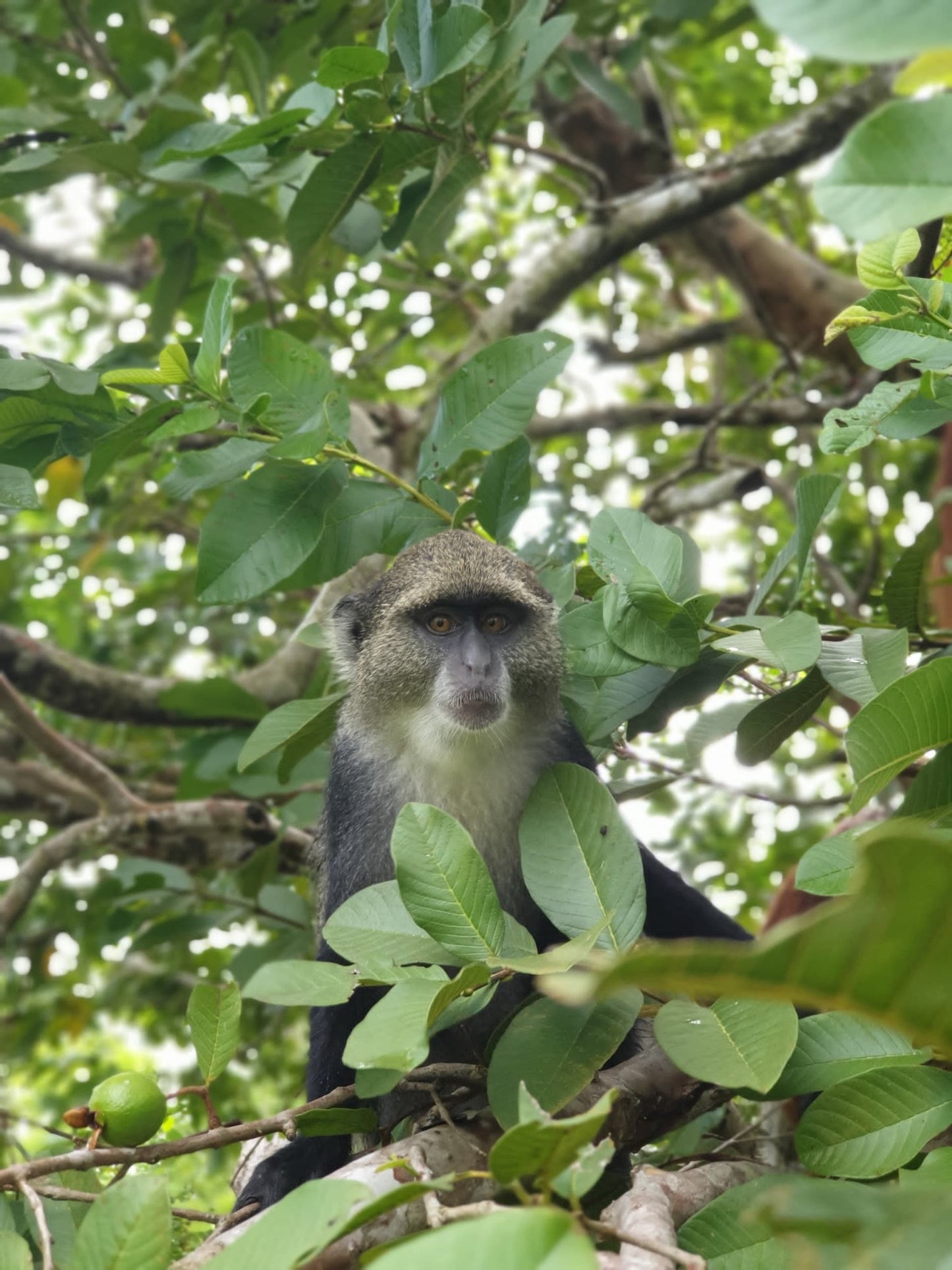 Zanzibar: Jozani Forest Tour with Hotel Pickup and Guided Nature Walk