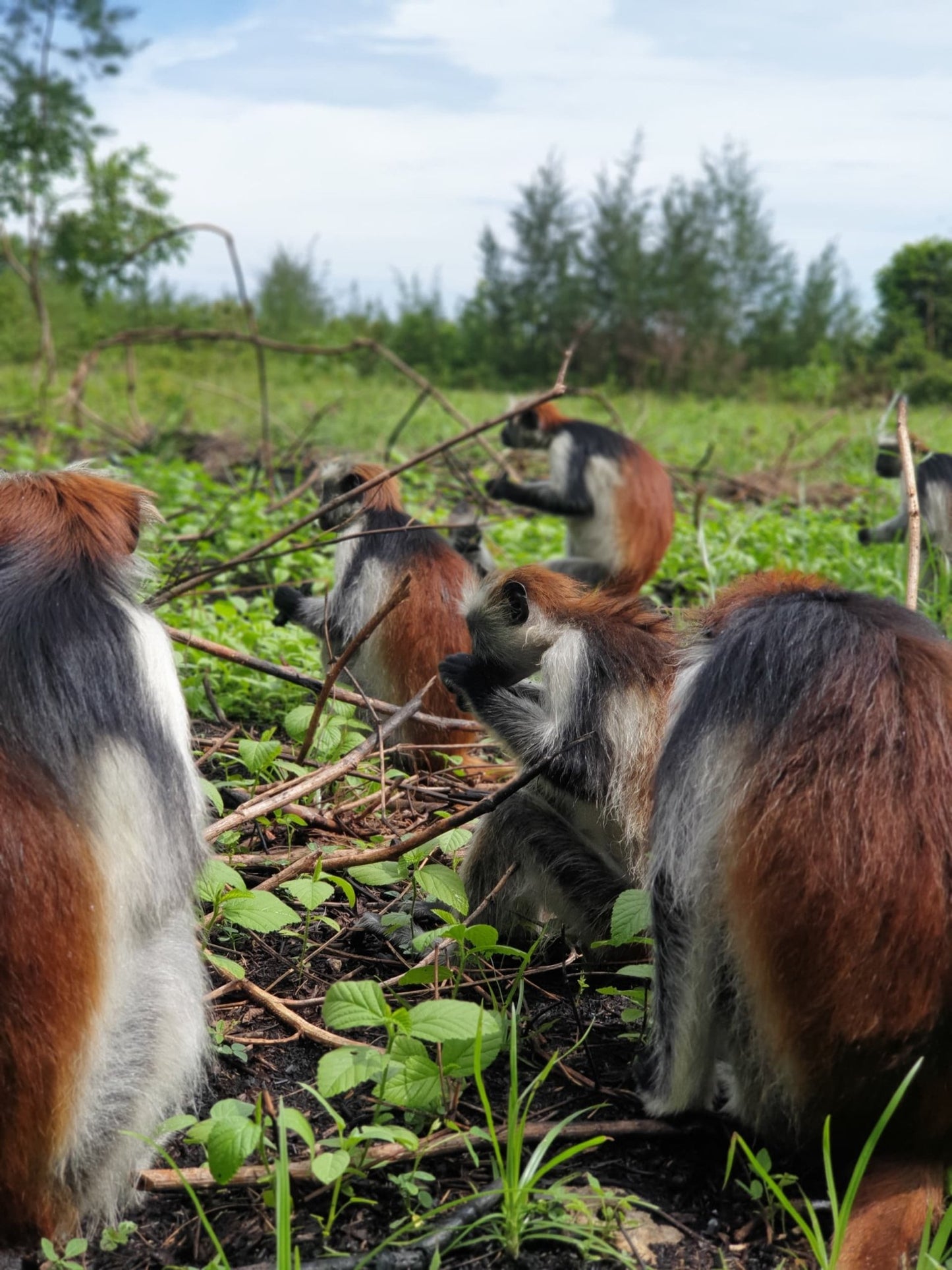 Zanzibar: Jozani Forest Tour with Hotel Pickup and Guided Nature Walk