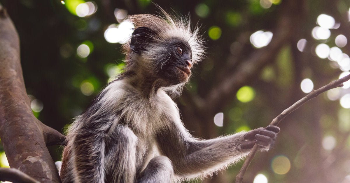Zanzibar: Jozani Forest Tour with Hotel Pickup and Guided Nature Walk