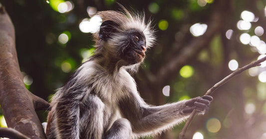 Zanzibar: Jozani Forest Tour with Hotel Pickup and Guided Nature Walk