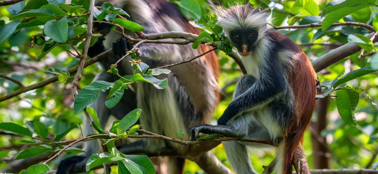Zanzibar: Jozani Forest Tour with Hotel Pickup and Guided Nature Walk