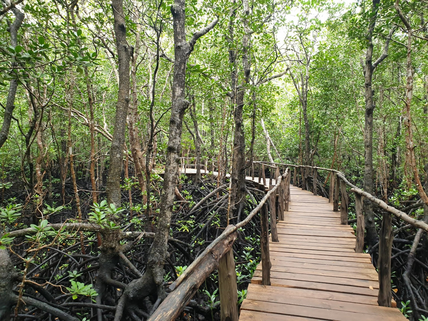 Zanzibar: Jozani Forest Tour with Hotel Pickup and Guided Nature Walk