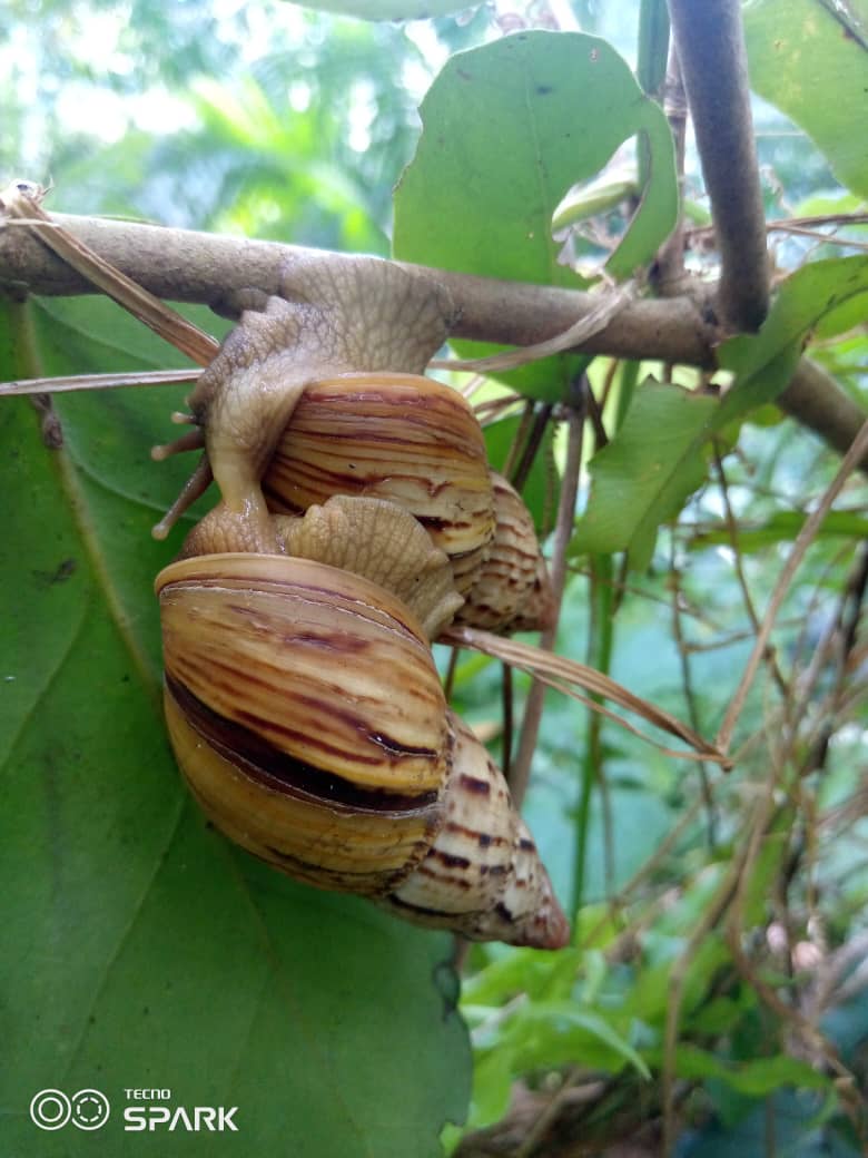 Zanzibar: Jozani Forest Tour with Hotel Pickup and Guided Nature Walk