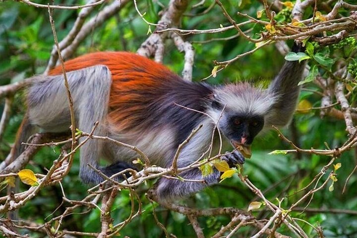 Zanzibar: Jozani Forest Tour with Hotel Pickup and Guided Nature Walk