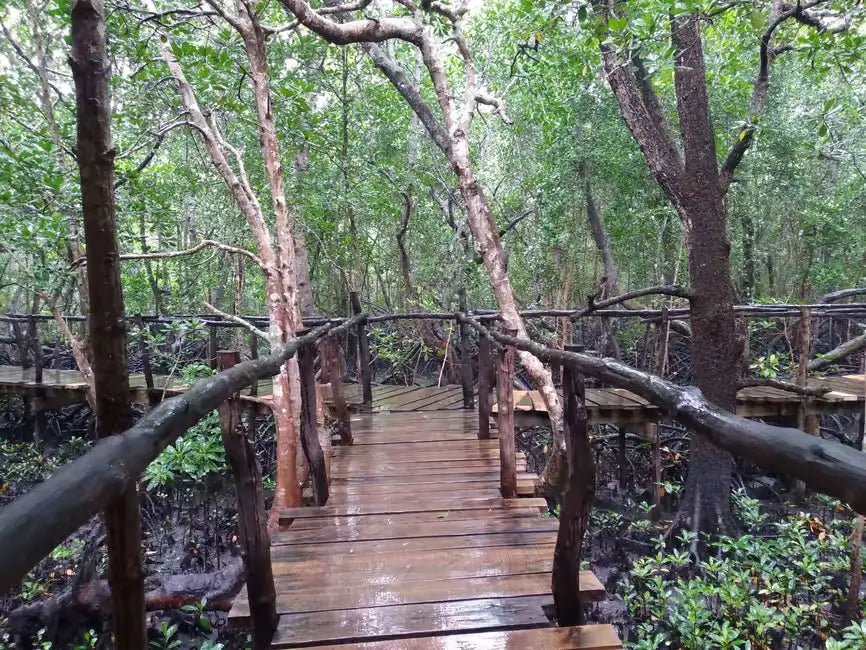 Zanzibar: Matemwe Dolphin Encounter, Jozani Forest, and Swahili Buffet Tour