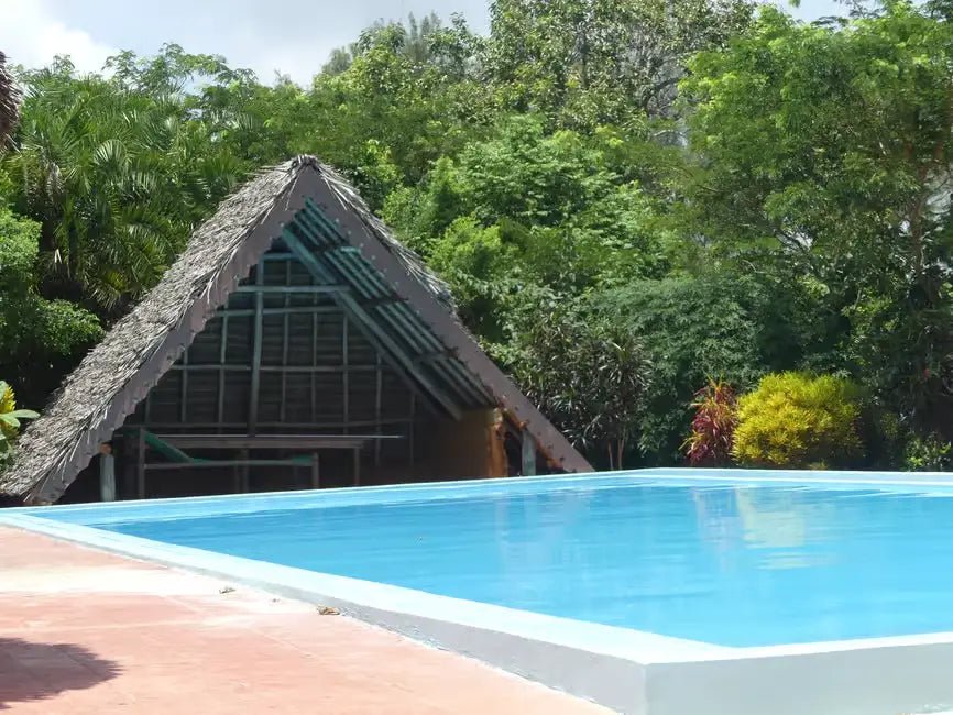 Zanzibar: Matemwe Dolphin Encounter, Jozani Forest, and Swahili Buffet Tour