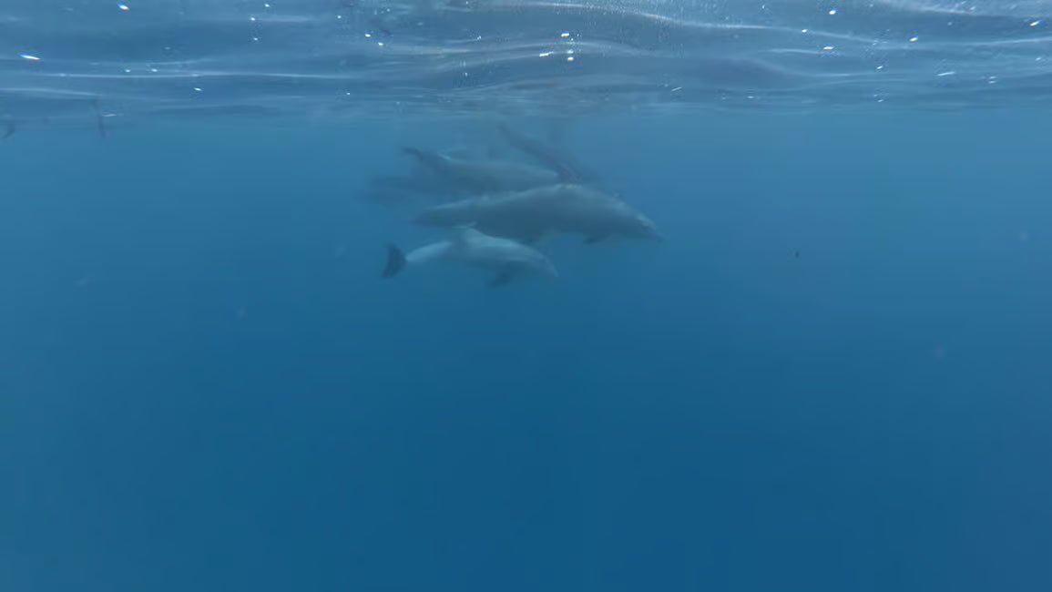 Zanzibar: Matemwe Dolphin Encounter, Jozani Forest, and Swahili Buffet Tour