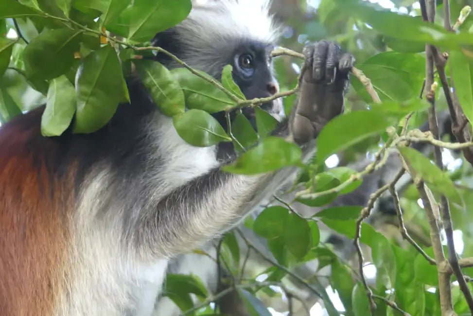 Zanzibar: Matemwe Dolphin Encounter, Jozani Forest, and Swahili Buffet Tour