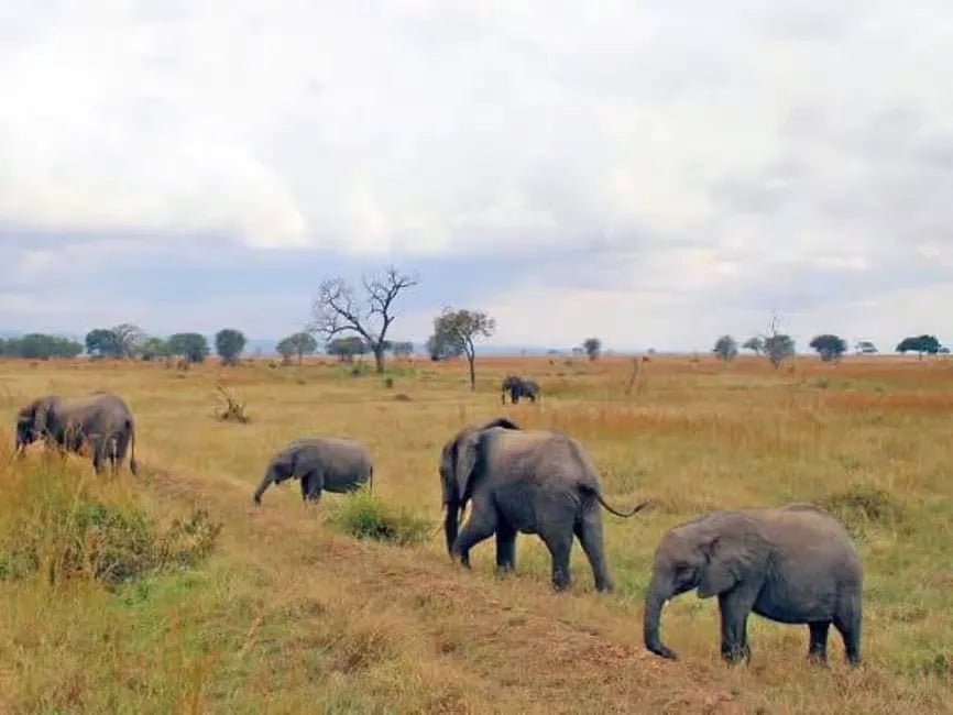 Zanzibar: Mikumi National Park Safari Day Trip with Flights and Game Drive