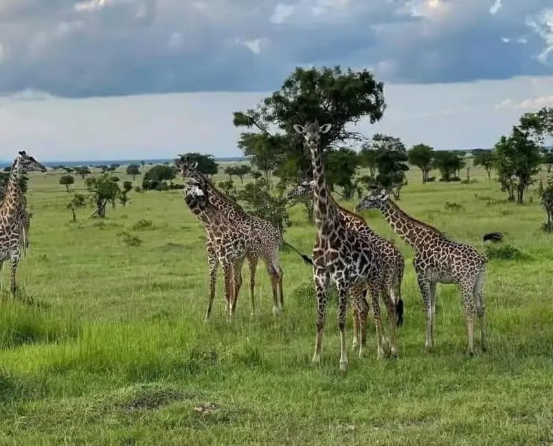 Zanzibar: Mikumi National Park Safari Day Trip with Flights and Game Drive
