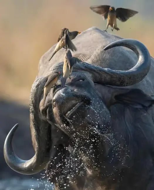 Zanzibar: Mikumi National Park Safari Day Trip with Flights and Game Drive