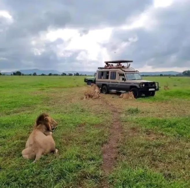 Zanzibar: Mikumi National Park Safari Day Trip with Flights and Game Drive