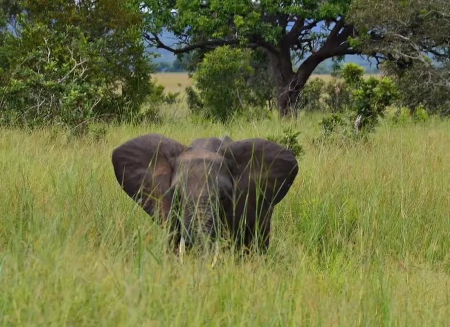 Zanzibar: Mikumi National Park Safari Day Trip with Flights and Game Drive
