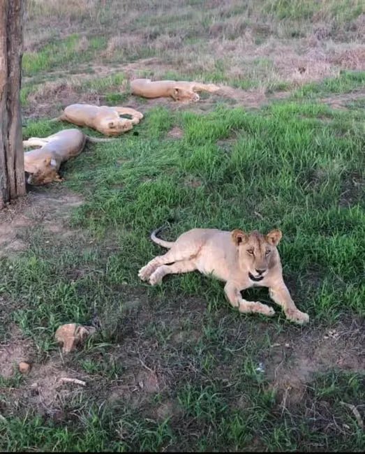 Zanzibar: Mikumi National Park Safari Day Trip with Flights and Game Drive