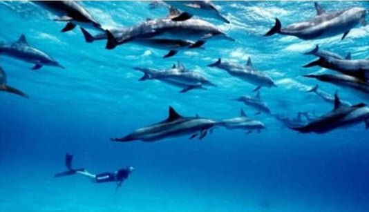 Zanzibar: Mnemba Atoll Dolphins and Kendwa Beach Full - Day Tour