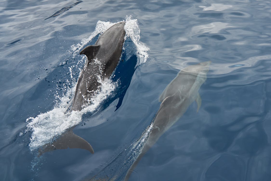Zanzibar: Mnemba Boat Trip and Dolphin Snorkel Tour from Nungwi