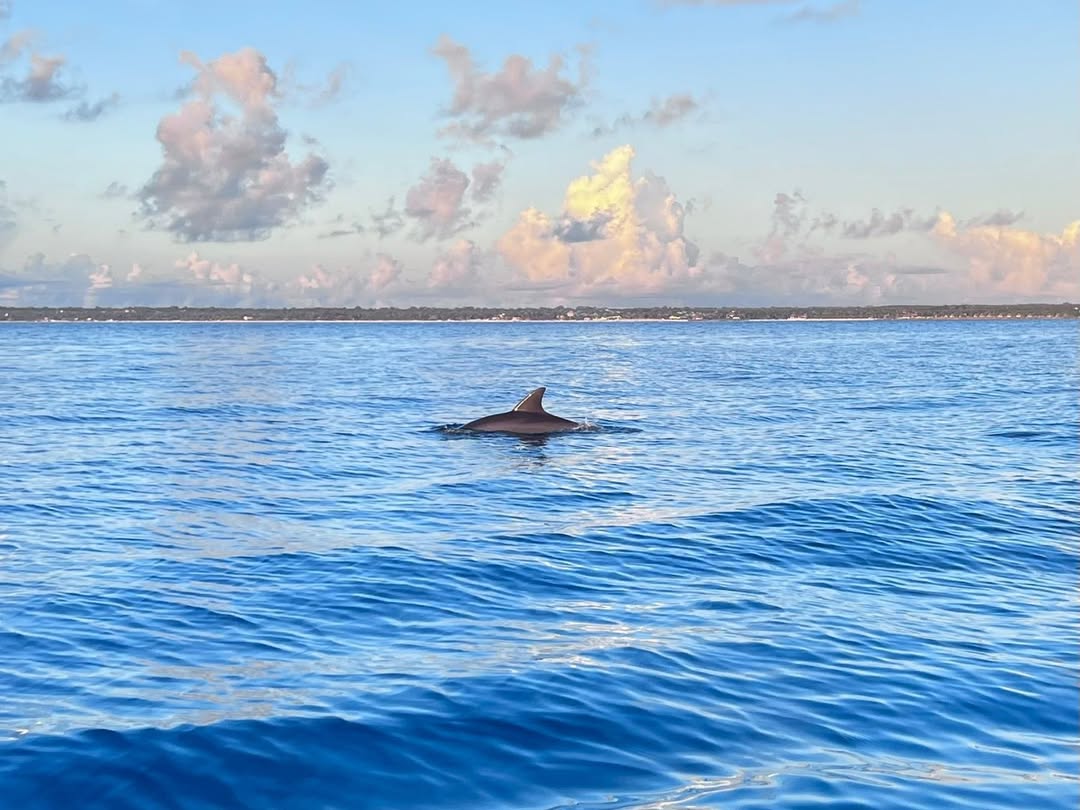 Zanzibar: Mnemba Boat Trip and Dolphin Snorkel Tour from Nungwi