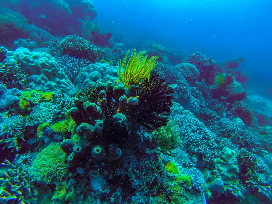 Zanzibar: Mnemba Island Boat Tour with Snorkeling and Optional Lunch