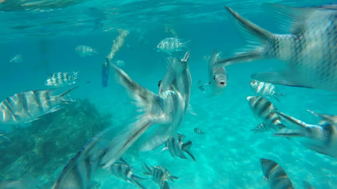 Zanzibar: Mnemba Island Boat Tour with Snorkeling and Optional Lunch