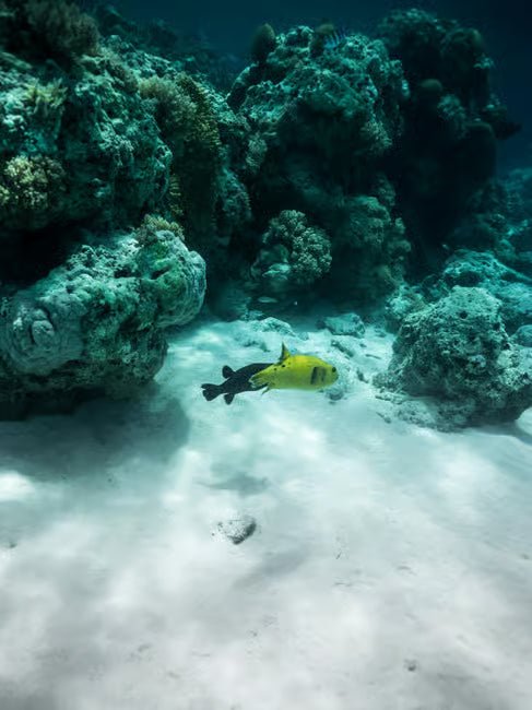 Zanzibar: Mnemba Island Boat Tour with Snorkeling and Optional Lunch