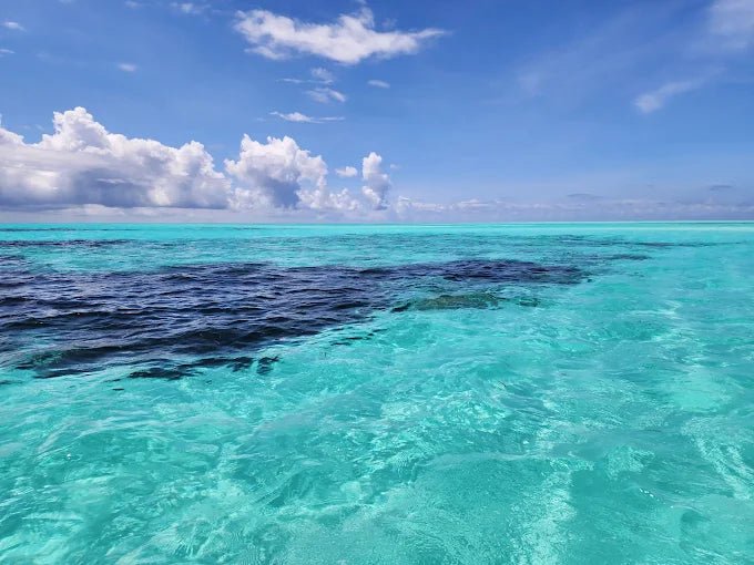 Zanzibar: Mnemba Island Dolphin and Snorkeling Boat Tour with Hotel Pickup