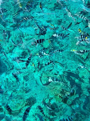 Zanzibar: Mnemba Island Dolphin and Snorkeling Boat Tour with Hotel Pickup