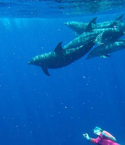 Zanzibar: Mnemba Island Dolphin and Snorkeling Boat Tour with Hotel Pickup