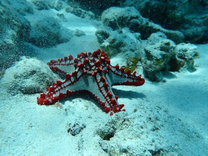 Zanzibar: Mnemba Island Dolphin and Snorkeling Boat Tour with Hotel Pickup