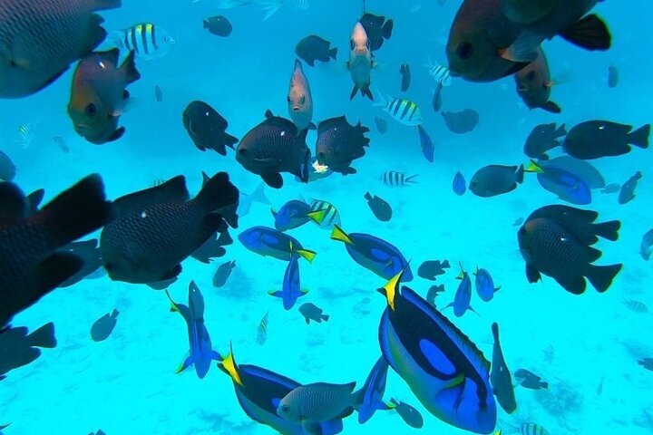 Zanzibar: Mnemba Island Dolphin Swim, Snorkeling, and Sandbank Picnic Trip