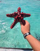 Zanzibar: Mnemba Island Dolphin Swim, Snorkeling and Seafood Lunch Tour