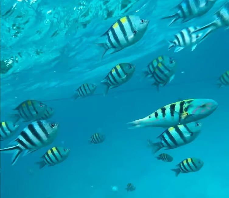 Zanzibar: Mnemba Island Private Snorkeling Tour with Sandbank Stop
