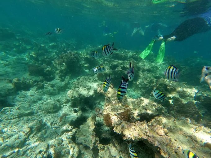 Zanzibar: Mnemba Island Private Snorkeling Tour with Sandbank Stop