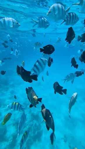 Zanzibar: Mnemba Island Private Snorkeling Tour with Sandbank Stop