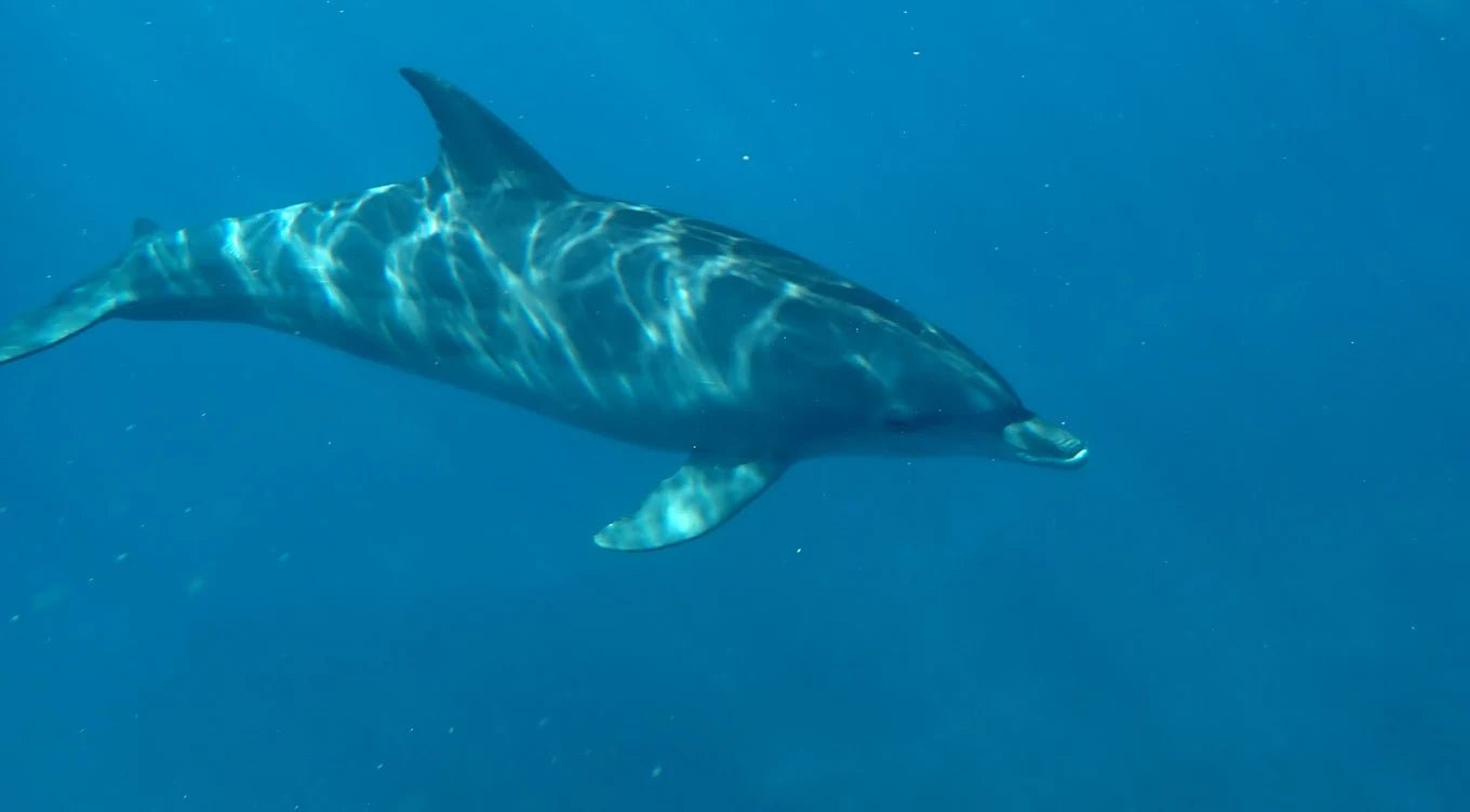Zanzibar: Mnemba Island Snorkeling and Dolphin Tour from Nungwi or Kendwa