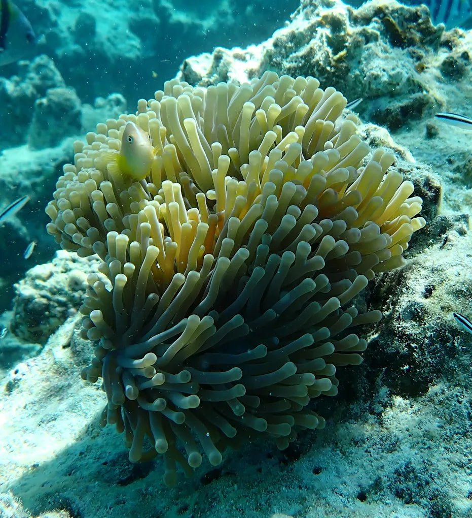 Zanzibar: Mnemba Island Snorkeling and Dolphin Tour from Nungwi or Kendwa