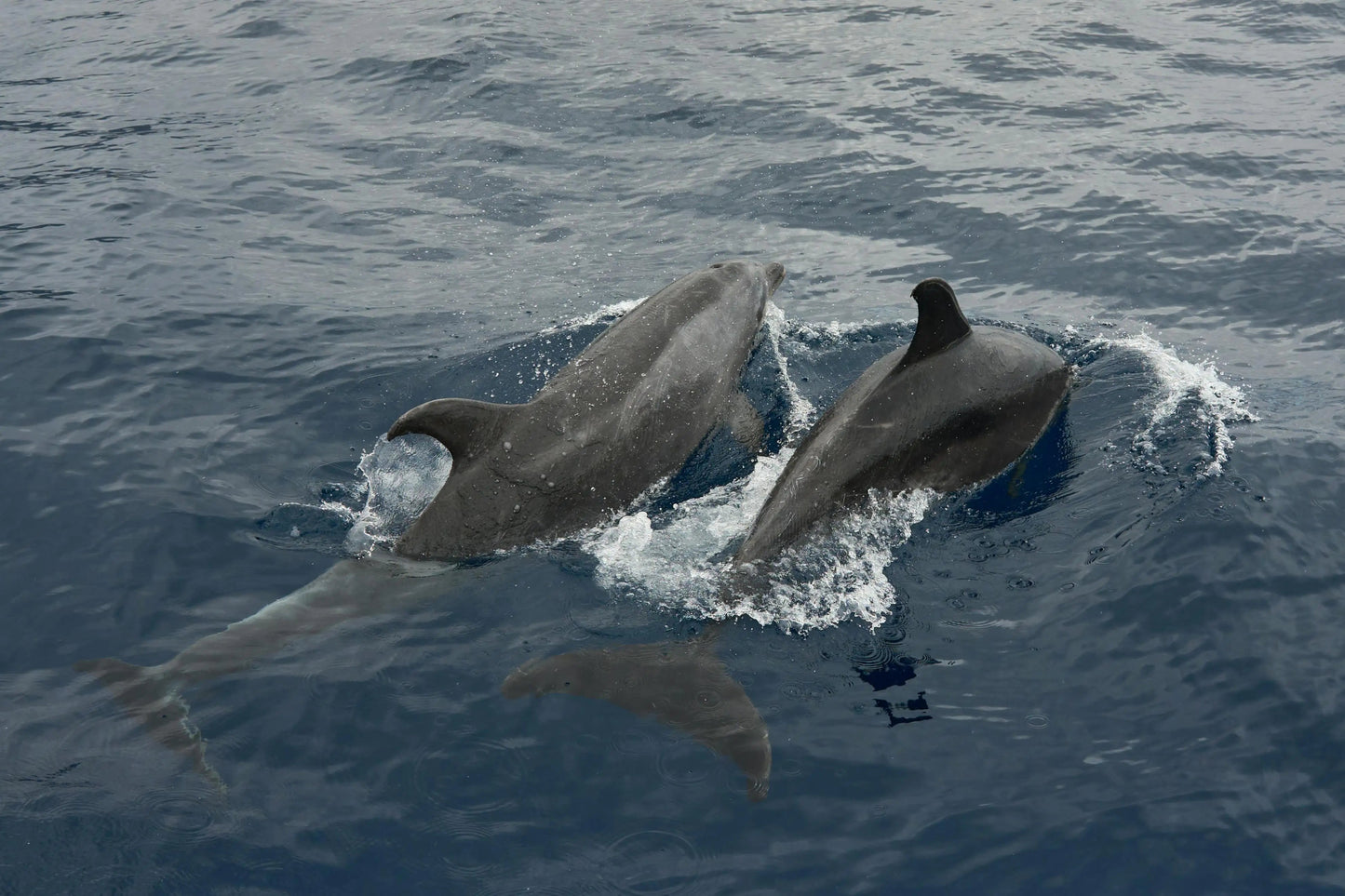 Zanzibar: Mnemba Island Snorkeling and Dolphin Tour from Nungwi or Kendwa