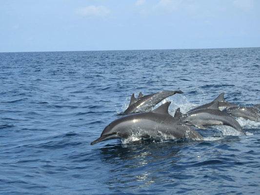 Zanzibar: Mnemba Island Snorkeling and Dolphin Tour with Sandbank Visit