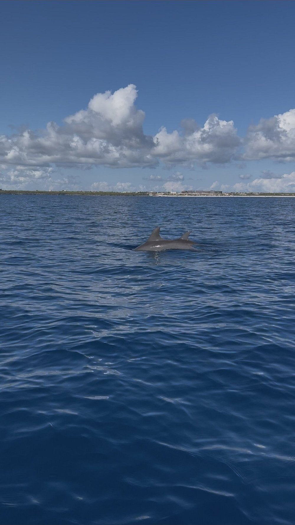 Zanzibar: Mnemba Island Snorkeling, Mnarani Turtles and Kendwa Beach Boat Trip