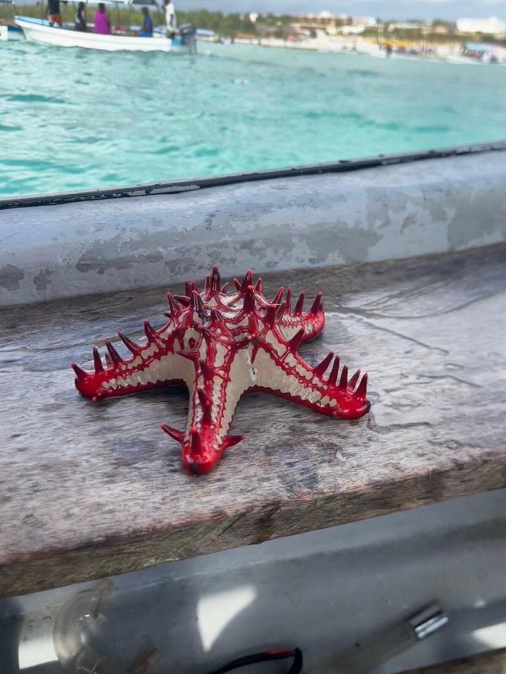 Zanzibar: Mnemba Island Snorkeling, Mnarani Turtles and Kendwa Beach Boat Trip