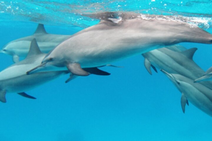 Zanzibar: Mnemba Island Snorkeling, Mnarani Turtles and Kendwa Beach Boat Trip