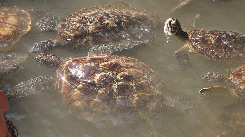 Zanzibar: Mnemba Island Snorkeling, Sea Turtles and Kendwa Beach Full - Day Tour