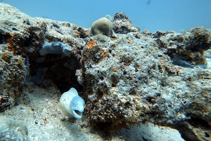 Zanzibar: Mnemba Island Snorkeling, Sea Turtles and Kendwa Beach Full - Day Tour