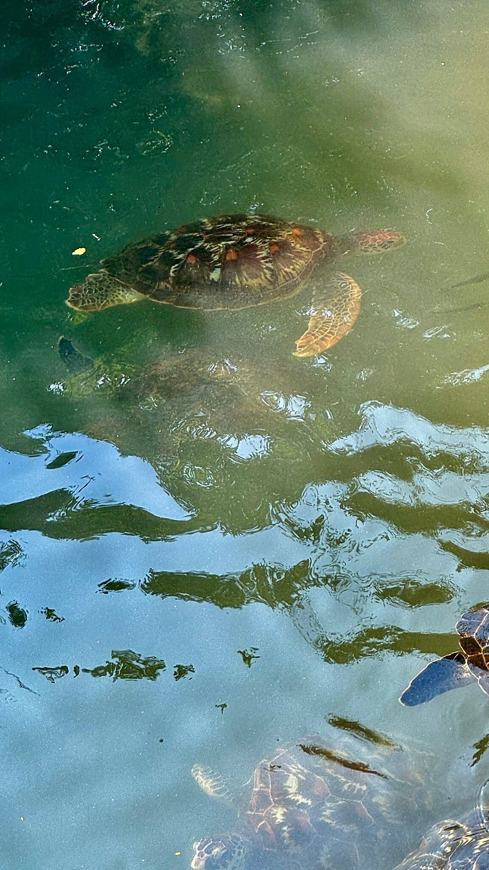Zanzibar: Mnemba Island Snorkeling, Sea Turtles and Kendwa Beach Full - Day Tour