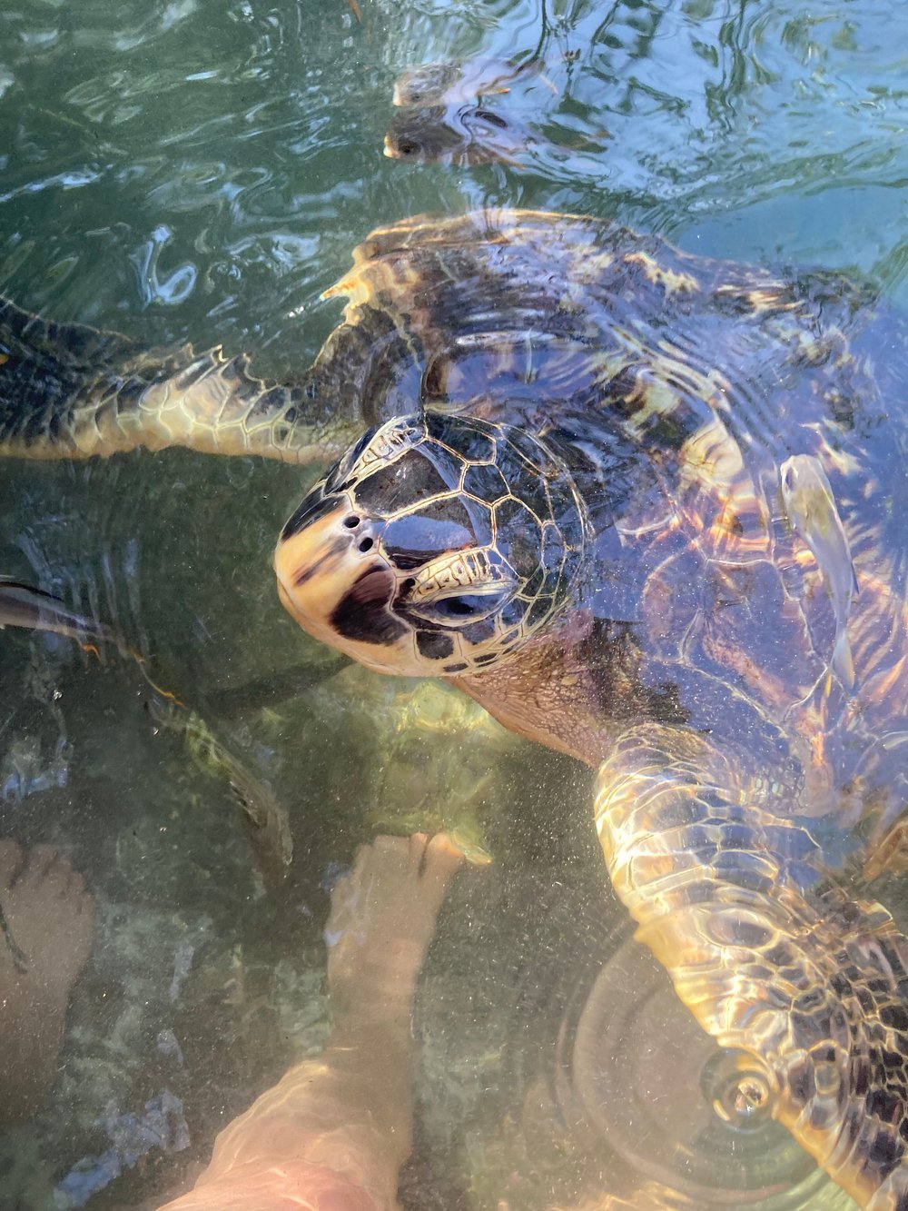Zanzibar: Mnemba Island Snorkeling, Sea Turtles and Kendwa Beach Full - Day Tour