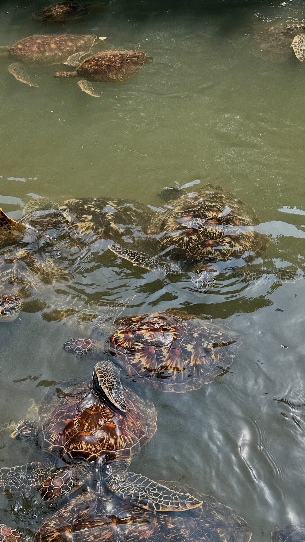 Zanzibar: Mnemba Island Snorkeling, Sea Turtles and Kendwa Beach Full - Day Tour