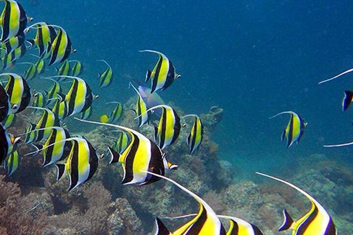 Zanzibar: Mnemba Island Snorkeling, Sea Turtles and Kendwa Beach Full - Day Tour