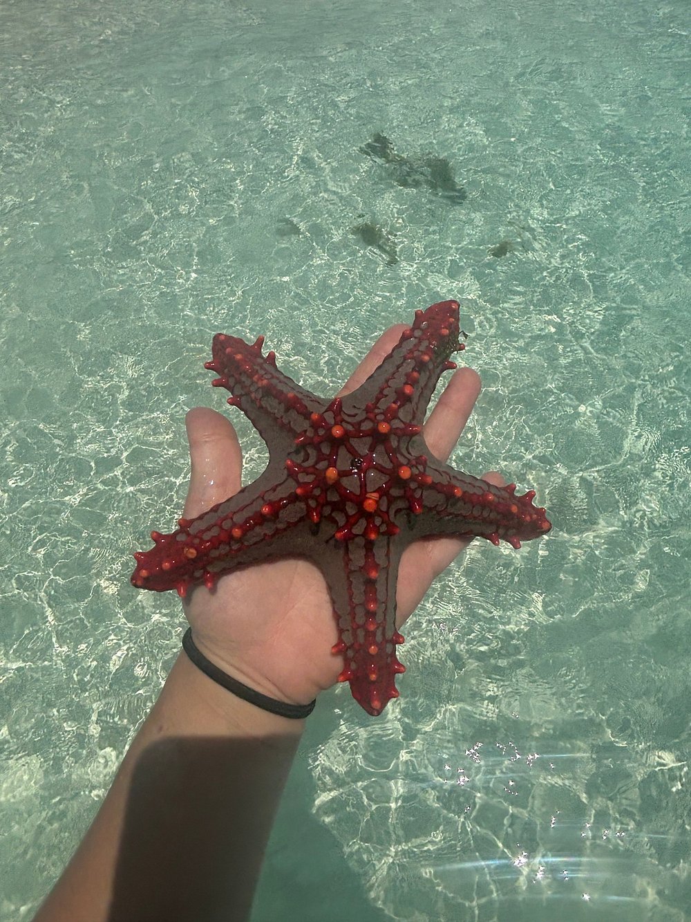 Zanzibar: Mnemba Island Snorkeling, Sea Turtles and Kendwa Beach Full - Day Tour