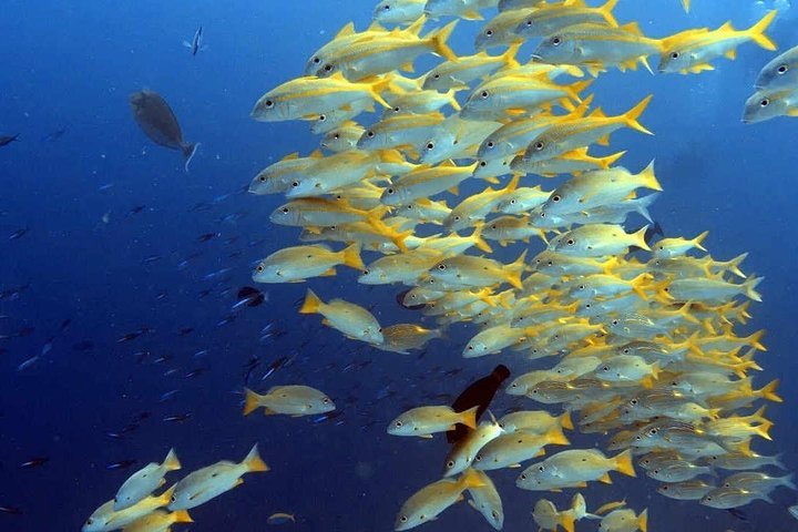 Zanzibar: Mnemba Island Snorkeling Trip and Seafood Lunch