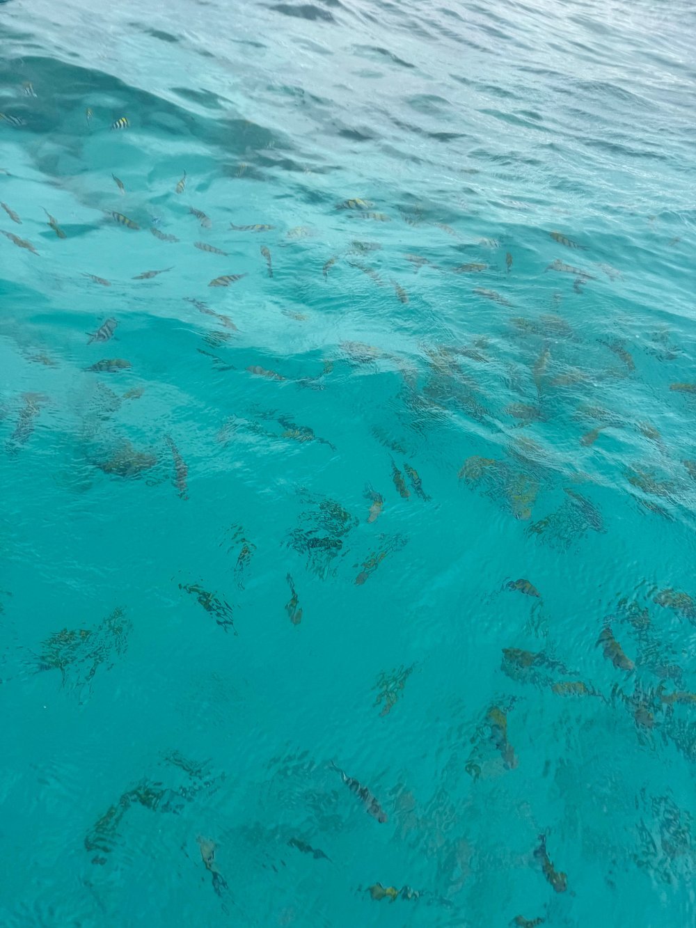 Zanzibar: Mnemba Island Snorkeling Trip and Seafood Lunch