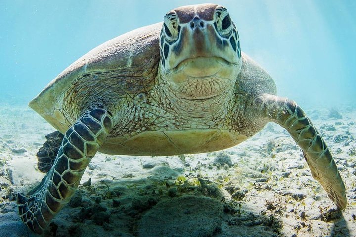Zanzibar: Mnemba Island Snorkeling Trip and Seafood Lunch